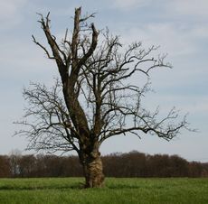 Ein-toter-Baum-150.jpg